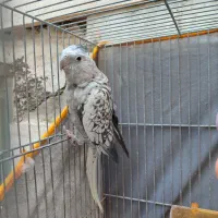عروس هلندی مرواریدی ماده 10 ماهه