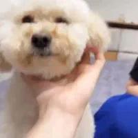 سگ گمشده