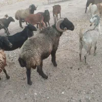 قوچ ملحه ذات دار  درجه یک یک