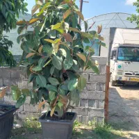 گیاهان بزرگ مناسب شرکت های بزرگ