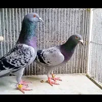 سبز پولک قلدر