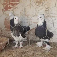جوجه کبوتر هما سرور