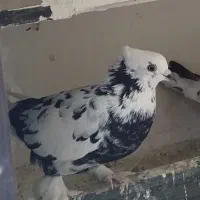کفتر
