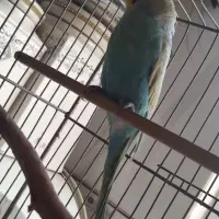 مرغ عشق رنگین کمانی با قفس و پک کامل وسایل