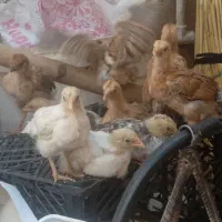 جوجه محلی زرنگ
