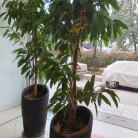 گیاه بنجامین آمستل کینگ