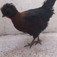 فروش مرغ و خروس