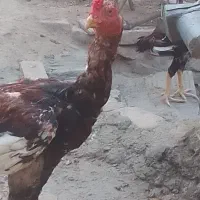 لاری