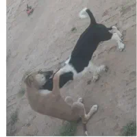 سگ پاکوتا