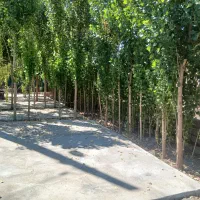 باغ وزمین مسکونی