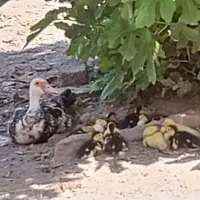 بچه اردک اسرائیل