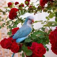 طوطی راهب کاملا دستی