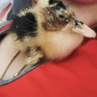 واگذاری یه جوجه اردک یک ماهه