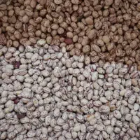لوبیا چیتی بذری رقم صالح