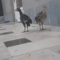 جوجه بوقلمون