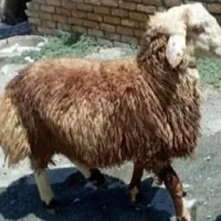 گوسفند بره تازه از دهات رسیده مناسب کشتار و قربانی