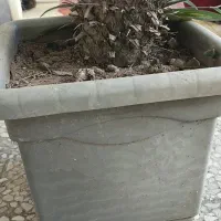 گل سیکاس