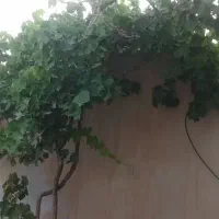 منزل ویلایی داخل ایزی