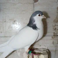 خال ابی نر مست