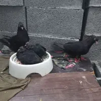 زاغ آبادانی چشم نوک سفید با جوجه