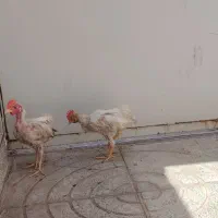 جوجه خروس