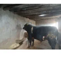 گاونرگوشتی