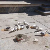 کبوتر|پرنده|ززوماهرو, |دیوار
