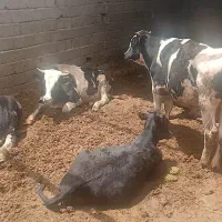 گوساله نر