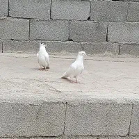 دو عدد کبوتر نر سالم