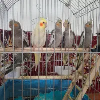 چهار عدد بچه عروس به جز اون سفید