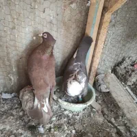 کبوتر