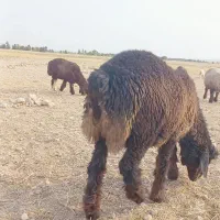 بره قوچی