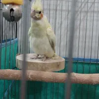 جوجه عروس هلندی