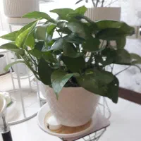 گل با گلدان سفالی و خاک تازه