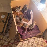 جوجه بوقلمون ۶ روزه