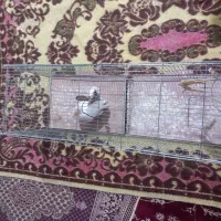 قفس و خرگوش با هم فروشی