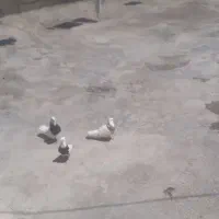کبوتر طوقی