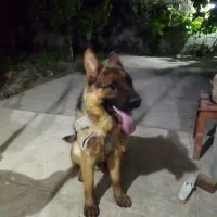 سگ ژرمن شپرد اصیل