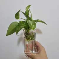 پتوس توی آب