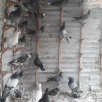 حدود 25 المانی کفتر تربت
