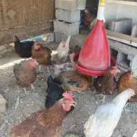 مرغ تخم گذار