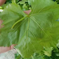 برگ مو تازه کندوله