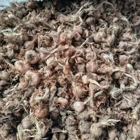 خرید و فروش پیاز زعفران