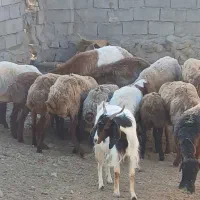 گوسفند میش نژادی هترو همو
