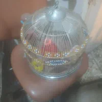 قفس طرقه