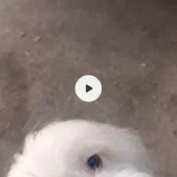 سگ پاپی