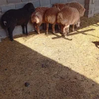 5تا بره سبک وزن