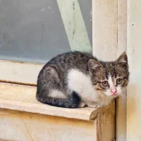 واگذاری گربه