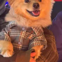 سگ پامرین ماده جهت جفت گیری