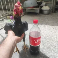 خروس‌کوشامو مینیاتوری لاری زینتی تخم نطفه دار